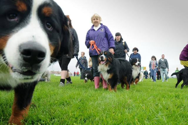 The Great North Dog Walk 2012. Were you there?