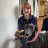 Lilly the dog and her puppies along with animal care assistants Heather and Nicky at RSPCA York. (Pic credit: RSPCA York)