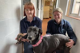 Lilly the dog and her puppies along with animal care assistants Heather and Nicky at RSPCA York. (Pic credit: RSPCA York)