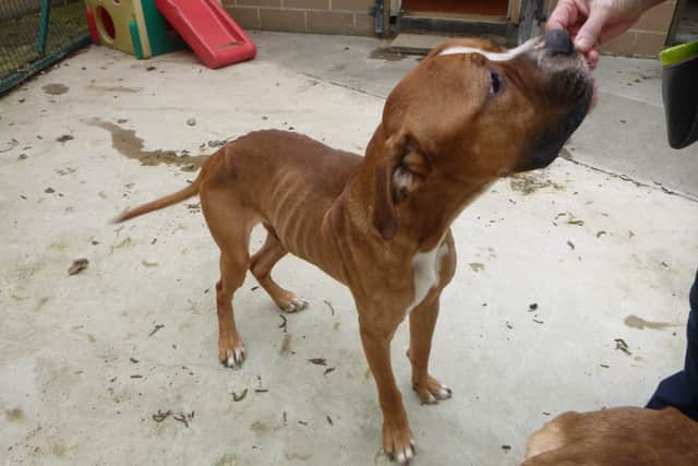 A Harrogate man has been banned from keeping animals after a skinny lurcher and mastiff were found in a flat