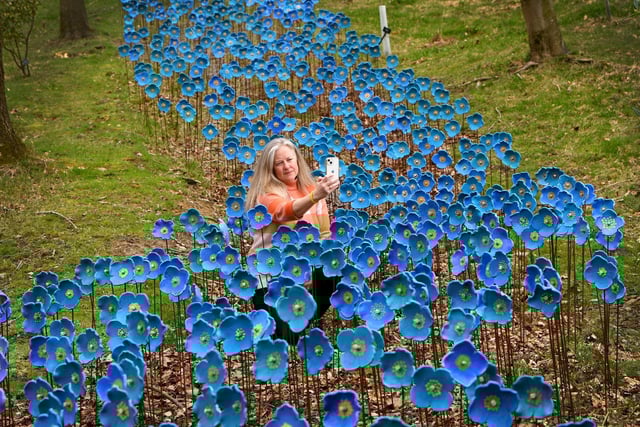 The Himalayan Garden and Sculpture Park, near Ripon, is opening for the new season. Sasha Jackson-Brown, estate and operations manager, is pictured with the sculpture called 'Bursting from the Slumber' by Anna Whitehouse