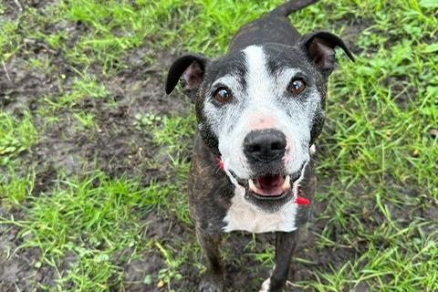 Buster is a 12-year-old Staffy who is a really sweet boy that came to the centre as his previous devoted owner sadly passed away. Buster is very overwhelmed at the moment and is finding kennel life very hard as he is really missing being in a loving home. His heart is broken right now and he can not understand what has happened to his family and why he is all alone. It would be lovely to see this smashing boy back in a loving home where he belongs.