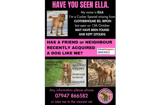 Ella is a Cocker Spaniel who disappeared on the October 13, 2023. She went missing from Clotherholme Road, Ripon, HG4 area. Call 07947 866 582.