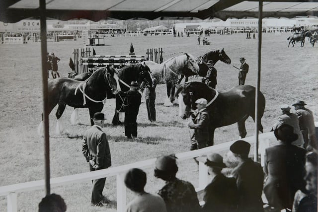 The heavy horses on display in the main ring at the Great Yorkshire Show in 1954