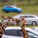 Giraffe Lick