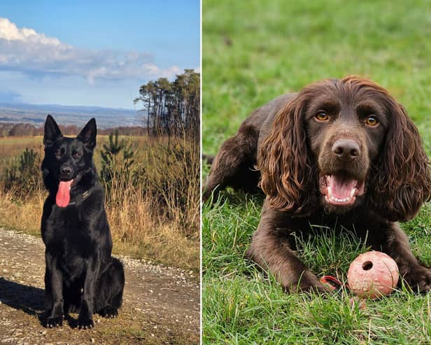 PD Rhun and his handler, PC Josh Hunsley won General Purpose Dog of the Year and PD Jax and his handler, PC Claire Starkey won Detection Dog of the Year.