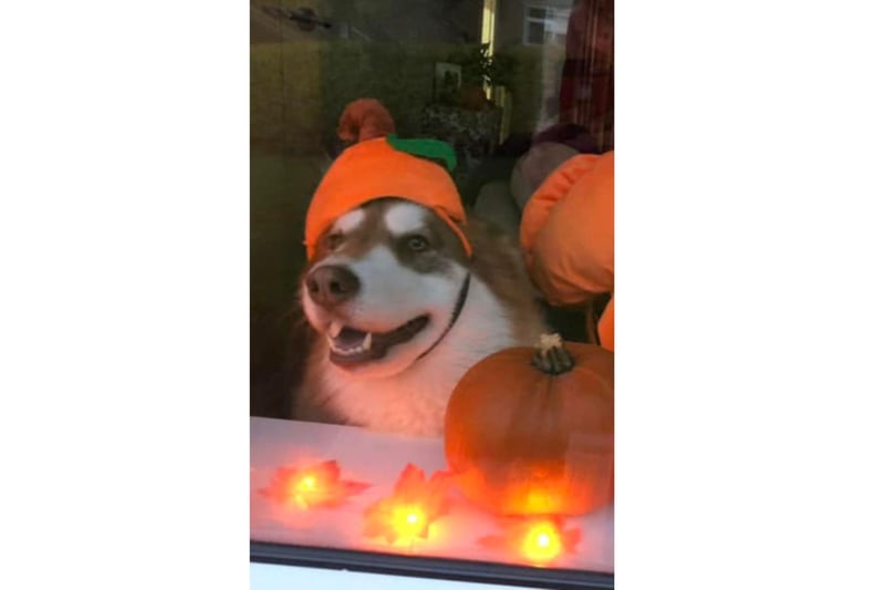 Pictured: A husky patiently waiting for trick or treaters in Nidderdale.