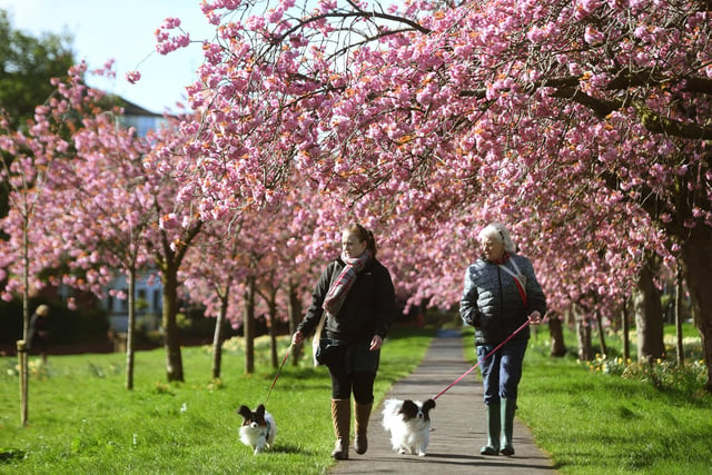 Two visitors to the Stray enjoying a stroll with their dogs amongst the cherry blossom trees in the spring sunshine