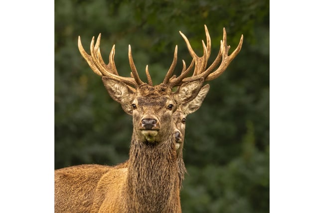 Two Stags beautiful captured staring at the cameraman at Studley Royal, just outside Ripon.