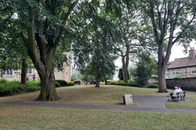 The veteran beech tree is on the near left