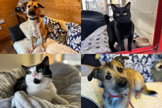 We take a look at 13 dogs and cats available for adoption and looking for their forever home at the RSPCA York, Harrogate and District branch