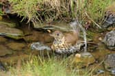 Song Thrush in garden pond. Credit - Graeme Brook