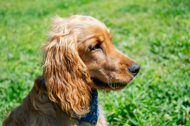 The merry and frolicsome Cocker Spaniel, with his big, dreamy eyes and impish personality, is one of the world's best-loved breeds. They are loving, easy-going and affectionate - a treat to have as part of the family.