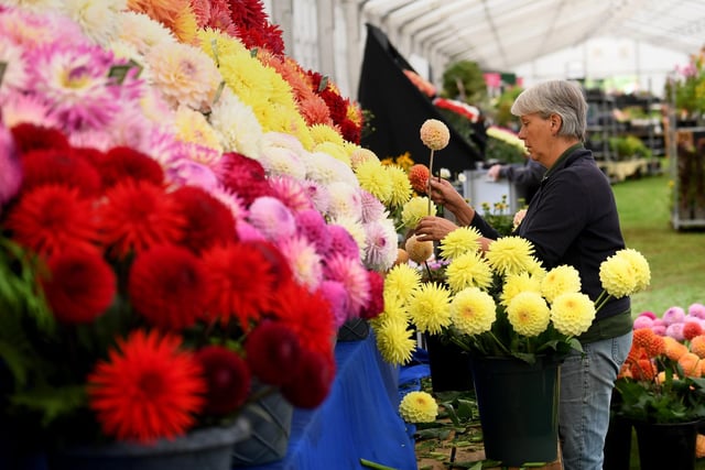 Preparations are underway for this year's Harrogate Autumn Flower Show which returns to Newby Hall from 16-18 September