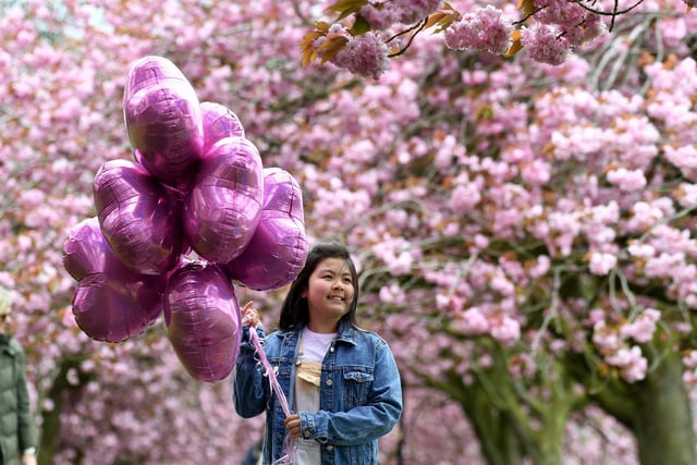Amelia Lee celebrating her 11th birthday with her balloons amongst the cherry blossom trees on the Stray