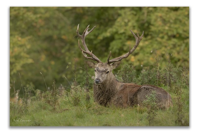 Pictured: A serious looking stag during a dryer day in Autumn at Studley Royal.