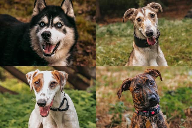 We take a look at 14 dogs that are currently available for adoption at the RSPCA York, Harrogate and District branch