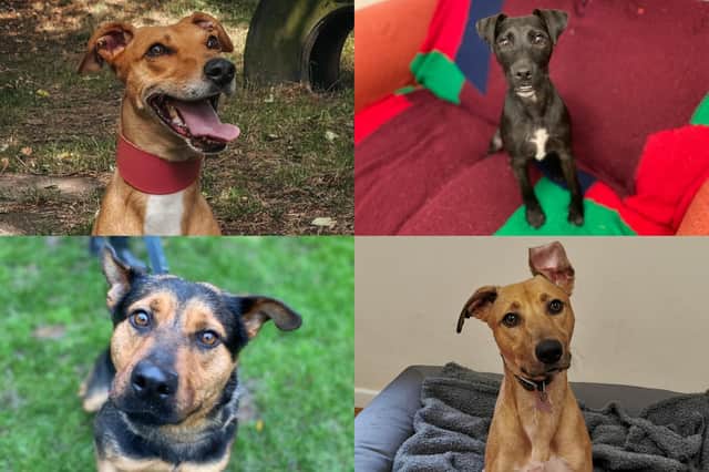 We take a look at 12 dogs that are currently looking for their forever home at the RSPCA York, Harrogate and District branch
