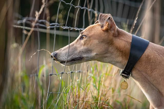 Hattie the ex-racing Greyhound spots a pheasant. She’s still waiting for her forever home and has been at Saving Yorkshire’s Dogs for over a year.
