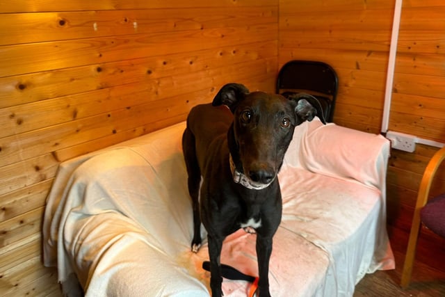 Duchess is a three-year-old Greyhound who is a really lovely girl that came to the centre after her racing days were over. Duchess is such an amazingly happy girl with a heart of gold. She is an absolute joy to be around and can make anyone smile within seconds of being around her. Duchess has missed out on so much of normal life and has so much making up to do, so she is looking for a family who will show her the joys of life and take her on family holidays and exciting adventures. Duchess has never lived in a home environment before which is so sad because all she wants is a sofa to chill on and a family who will love her as much as she will them.