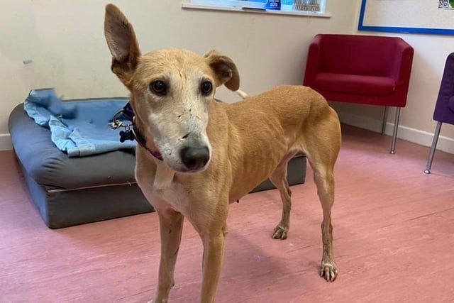 Lady is a nine-year-old Lurcher who is a very sweet girl that came to the centre via the local dog warden after she found as a stray in a terrible condition. Lady is well on the road to a full recovery and is now ready to find her forever home. She is an absolute sweetheart who loves to rest her head on you while getting a fuss and she will even fall asleep on you if she gets the chance. Lady would suit a nice quiet, laid back lifestyle where she can chill on the sofa with her new family.