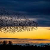 The murmurations are spectacular over Ripon City Wetlands