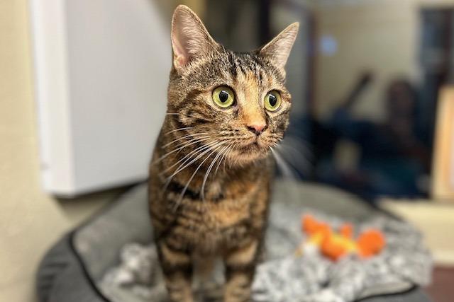 Maggie is a three-year-old domestic short haired who is a very sweet girl that came to the centre via an inspector after her needs were not getting met. Maggie is a very friendly and playful girl who is a happy cat that loves life. She is now ready to search for a family who will give her the home that she really deserves. Maggie is always first in line for a fuss and loves playing with her toys with you. If you give her a chance to show what a cracking cat she is, you will not regret it.