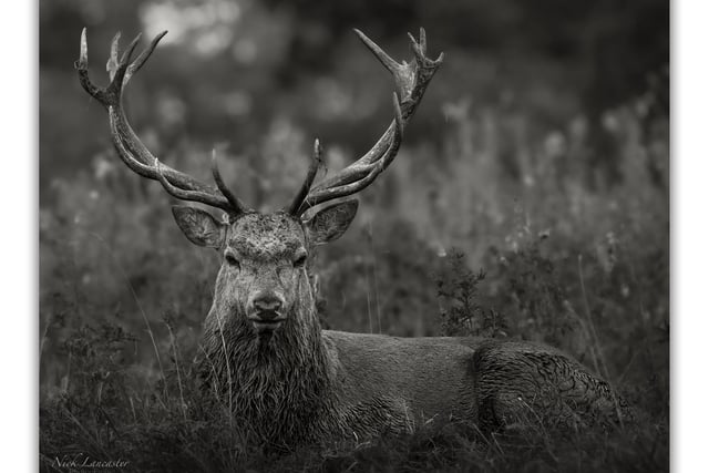 Pictured: A Stag Deer rolling enjoying the rain and mud whilst looking straight at the photographer.