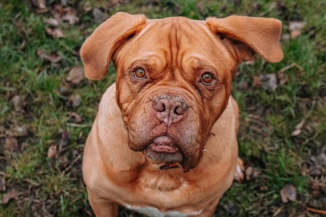 Kiki is an eight-year-old Dogue de Bordeaux who is a very sweet natured girl and came to the centre as an unclaimed stray via the local dog warden. Kiki is the classic gentle giant and she absolutely loves being in the company of her people and would actually sit on your knee if she could. There are three things that mean the most to Kiki and they are snuggles with her family, her soft toys and her food. Kiki has a great big heart so full of love which she is happy to share with you.