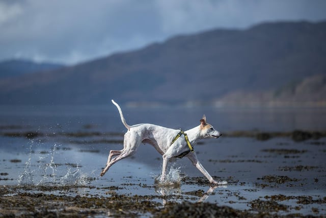 Dexter the Lurcher enjoying Loch Sunart in Ardnamurchan, Scotland, at low tide.