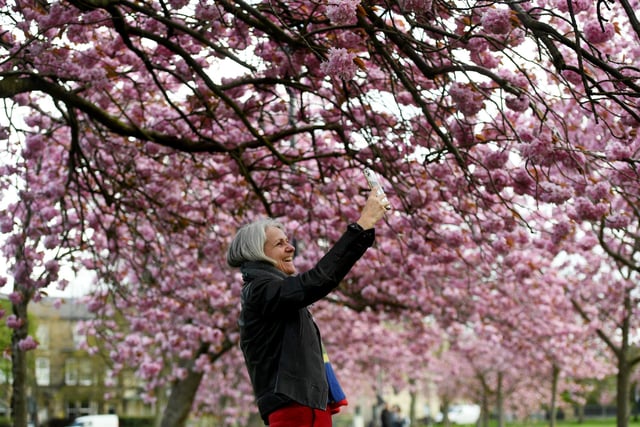 Helen Frankish taking a selfie amongst the cherry blossom trees on the Stray