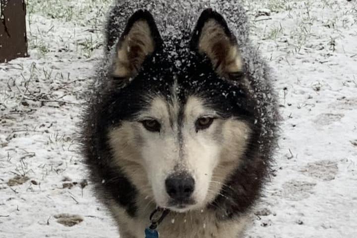 A husky enjoying the snow in his garden