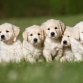 ​In the last ten years much has been done to improve animal welfare.
