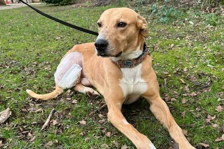 Barney is a two-year-old Lurcher who is a wonderful boy that came to the centre via the dog warden. Sadly Barney had an injured back leg which resulted in him having to have it amputated. Barney is an absolute gem of a dog and has taken all of this in his stride. He is a very brave boy who deserves the absolute best home. Barney has had a real tough time recently and all he wants is for someone to love him and for him to love back.