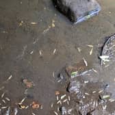 This photo taken by Harrogate resident Adrian Davy on the morning of September 10, 2022 shows dead fish in Oak Beck after the pollution spillage.