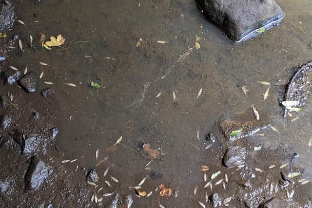 This photo taken by Harrogate resident Adrian Davy on the morning of September 10, 2022 shows dead fish in Oak Beck after the pollution spillage.