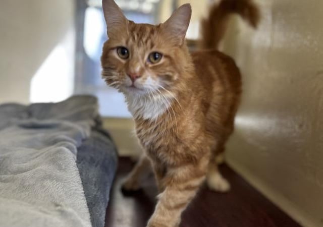 Finnigan is a four-year-old Domestic Longhair who is a lovely lad that came to the centre as an unclaimed stray. Finnigan is such a friendly and confident boy who will make the most wonderful family pet. He loves playing with his toys and will even play fetch with you. He loves attention and will always come running when he hears you approaching him. Finnigan loves a brush and his new family will need to continue with his grooming on a daily basis to keep his coat nice and shiny and knot free. He would love a family where he is not left on his own for long periods as he simply just loves being around his people.