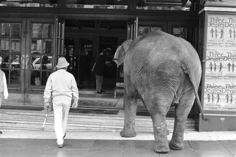 Maureen the Indian elephant arrives with her trainer at the Playhouse theatre Edinburgh , where she was appearing in Scottish Opera's Aida in October 1987.