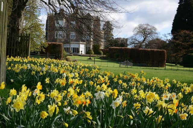 Daffodils at Goldsborough Hall