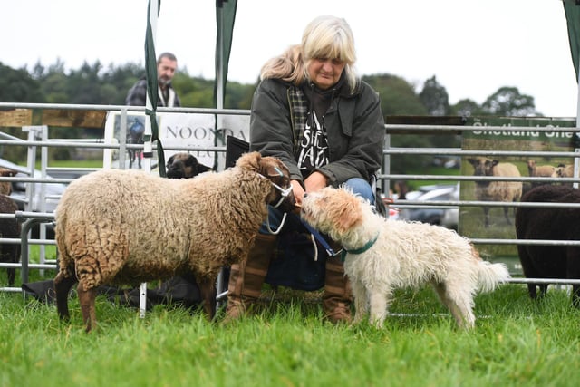 Judy Preston, from Doncaster, with Cino the Shetland Sheep and Teddy the dog
