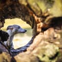 Suzanne Craigie Photography - portrait of Dexter,  Suzanne's own, Greyhound lurcher