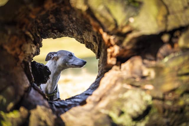 Suzanne Craigie Photography - portrait of Dexter, Suzanne's own, Greyhound lurcher