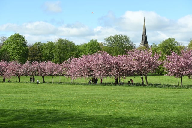 The cherry blossom trees in full bloom looking pretty on the Stray in Harrogate