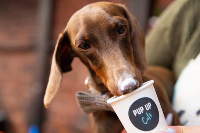 A pop-up dog café coming to Harrogate with sessions for dachshunds, pugs, frenchies and doodles