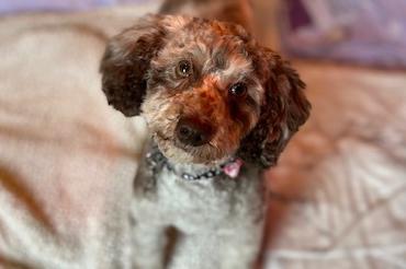 Bonnie is a two-year-old Poodle who is a very sweet natured girl that came to the centre as her previous owners could no longer keep her. Bonnie is a happy and friendly dog who will make a great family pet. She is a young and active dog with tons of energy who will need adopters who lead an active lifestyle so they can take her on lots of adventures. Bonnie is a great little dog who will bring joy and happiness to her new family.