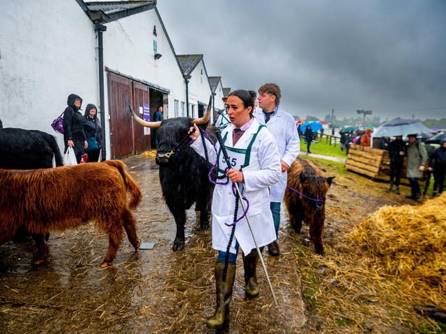 Highland cattle being lead back into the cattle sheds