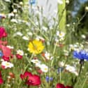Harrogate District Hospital Wildflowers