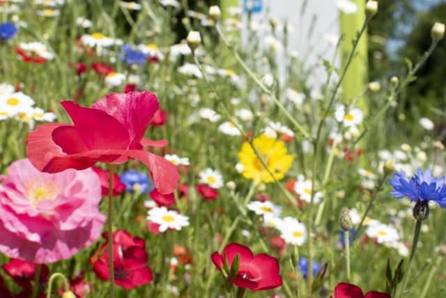 Harrogate District Hospital Wildflowers