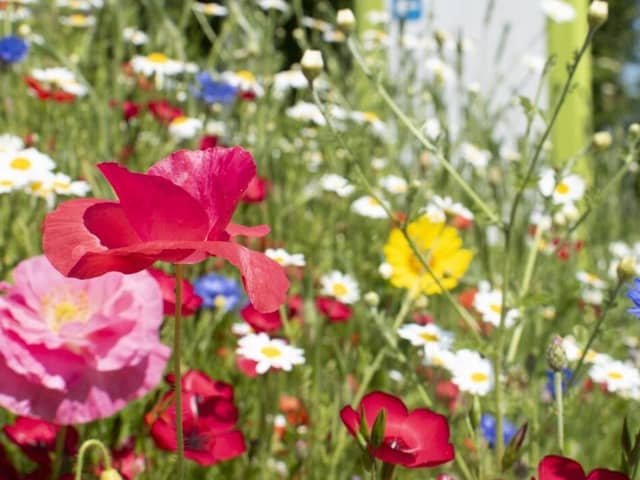 Harrogate District Hospital Wildflowers