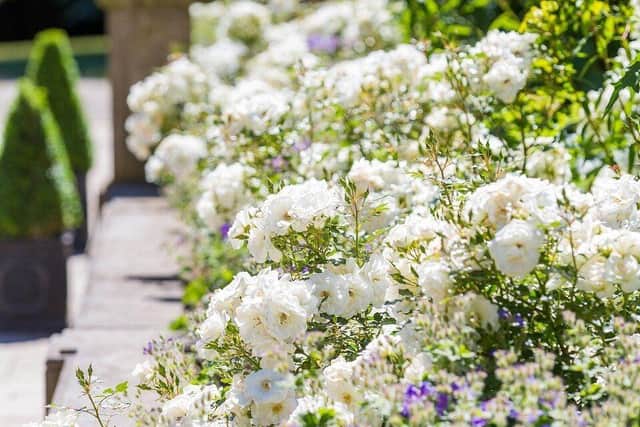 The ‘Yorkshire Princess’ rose—named in honour of HRH Princess Mary—flourishes beneath the balustrade